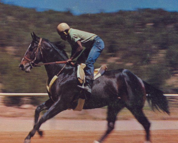 Deckhengst Rebel Cause (Quarter Horse, 1958, von Top Deck xx)