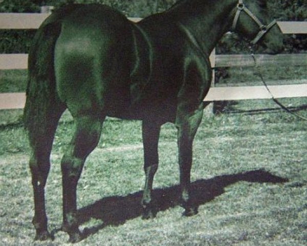 Deckhengst Mike Echols (Quarter Horse, 1960, von Ed Echols)