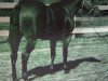 Deckhengst Mike Echols (Quarter Horse, 1960, von Ed Echols)