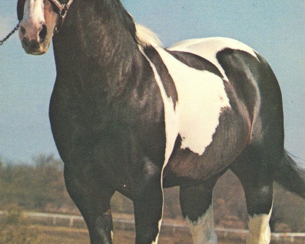 stallion Barred King (Paint Horse, 1965, from Bob's So Big)