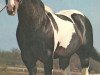 Deckhengst Barred King (Paint Horse, 1965, von Bob's So Big)