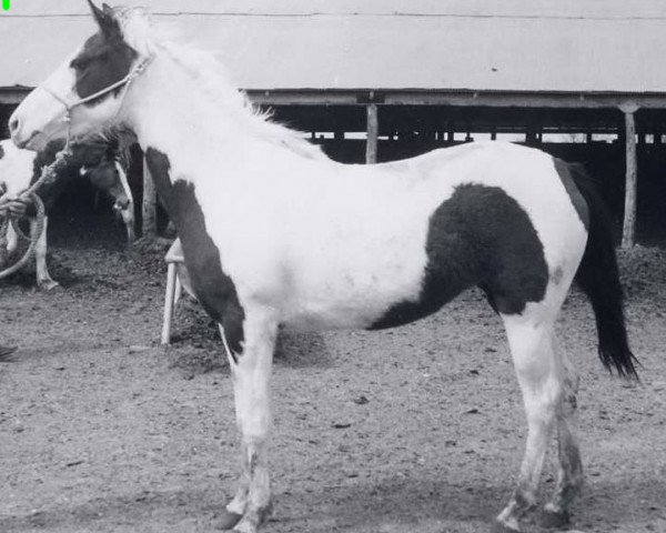 broodmare Classy Lassie (Paint Horse, 1961, from Mid Bar)