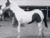 Zuchtstute Classy Lassie (Paint Horse, 1961, von Mid Bar)