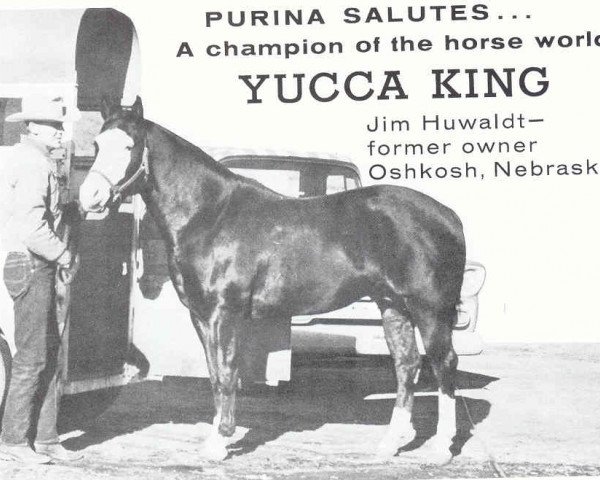 Deckhengst Yucca King (Quarter Horse, 1953, von R. Joking)