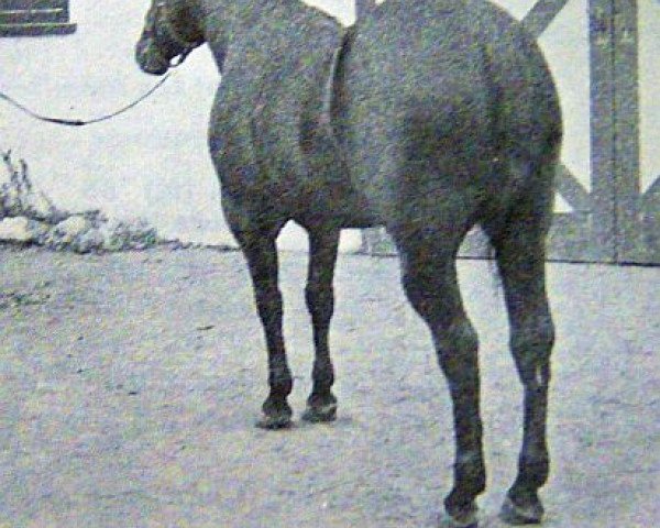 Deckhengst R. Joking (Quarter Horse, 1949, von King)