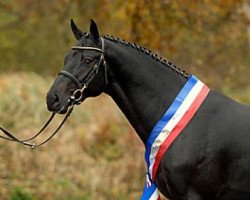 stallion Diarado (Holsteiner, 2005, from Diamant de Semilly)