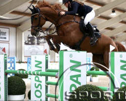 jumper Lillebergs Lanzelot (Norwegian Warmblood, 2013, from Azteca VDL)