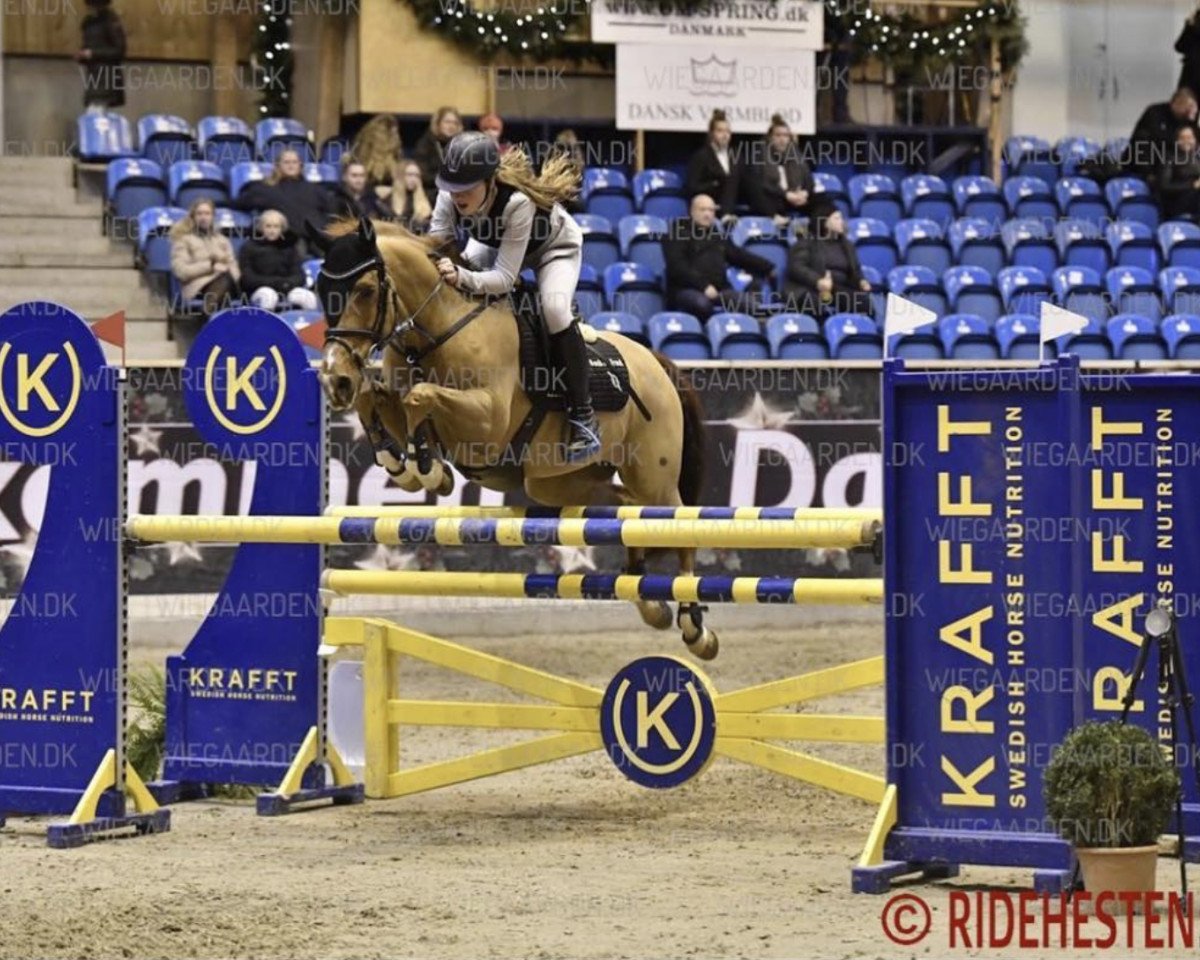 jumper Alderton Cruise (Irish Sport Horse, 2002)
