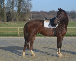 dressage horse Vitaly (Hanoverian, 2020, from Venano)