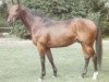 stallion Boubal AA (Anglo-Arabs, 1988, from Roslem II AA)