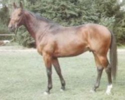 stallion Boubal AA (Anglo-Arabs, 1988, from Roslem II AA)