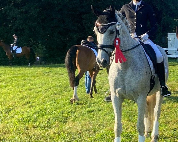 dressage horse Pinchazon (Pura Raza Espanola (PRE), 2008)