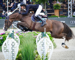 jumper Nector VD Bisschop (Belgian Warmblood, 2013, from Echo van het Spieveld)