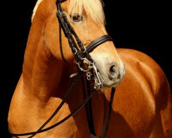 dressage horse Kitano (German Riding Pony, 2007, from Kronprinz 94)