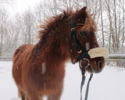 Pferd Ginny (Kaspisches Kleinpferd, 2008)