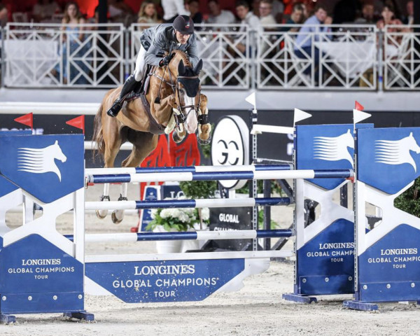 jumper I Know (Royal Warmblood Studbook of the Netherlands (KWPN), 2013, from Arezzo VDL)