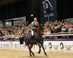 jumper Conterno-Blue PS (Oldenburg show jumper, 2014, from Veyron)