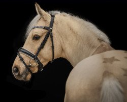 dressage horse Golden Gentleman (German Riding Pony, 2014, from Golden State 2)