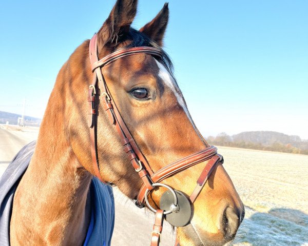 jumper Copacabana 56 (Oldenburg show jumper, 2015, from Cordess 2)