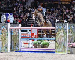 broodmare Lady Corlina (Oldenburg show jumper, 2014, from Casiro I)