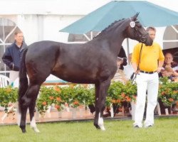 broodmare Dolce Vita l (Oldenburg, 2006, from Dr. Jackson D)