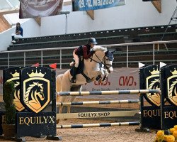 jumper Hipp Hopp 3 (German Riding Pony, 2013, from Higgins)