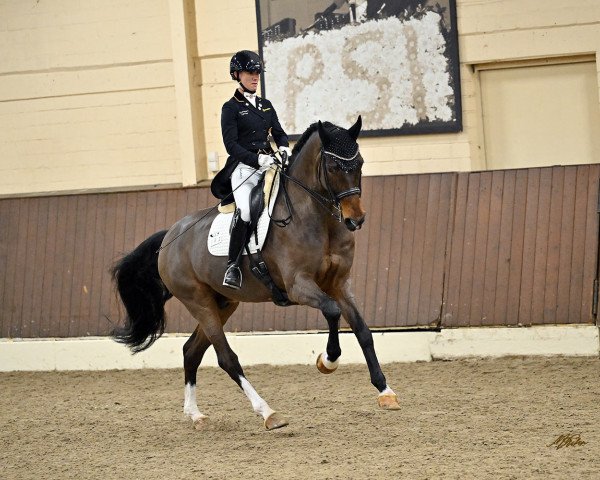 dressage horse Fuerst Dantino (Hanoverian, 2012, from Fürst Grandios)