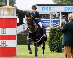 stallion Chris (German Sport Horse, 2015, from Contendro I)