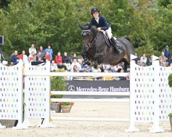 jumper Fandora (German Sport Horse, 2013, from Cador 5)