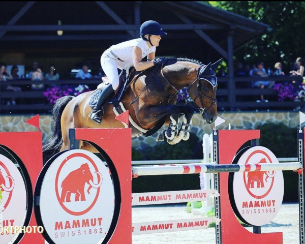 jumper Diabrando (German Sport Horse, 2012, from Diarado)