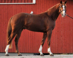 dressage horse London Baron (Hanoverian, 2007, from Londontime)