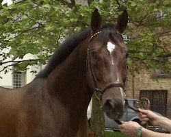 stallion Reflektor (Hessian Warmblood, 1986, from Rescator)