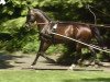 stallion Tenno (Hessian Warmblood, 1992, from Trend)