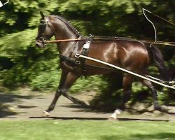 stallion Tenno (Hessian Warmblood, 1992, from Trend)