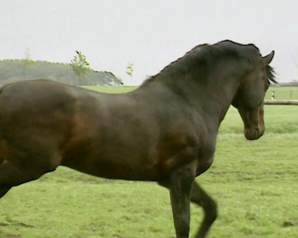 stallion Literat (Holsteiner, 1982, from Lord)