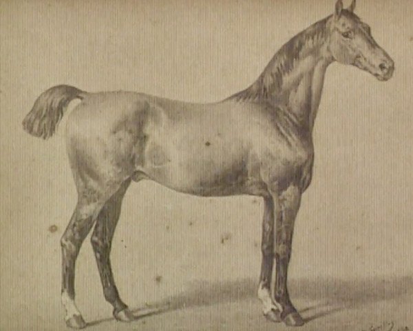 stallion Ethelbert (Holsteiner, 1874, from St. Fagans xx)