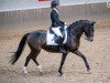 Dressurpferd Belvenie (Deutsches Reitpony, 2015, von Beautyful Stallion)