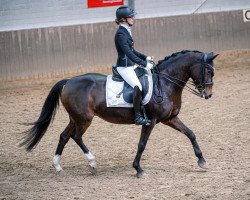 dressage horse Belvenie (German Riding Pony, 2015, from Beautyful Stallion)