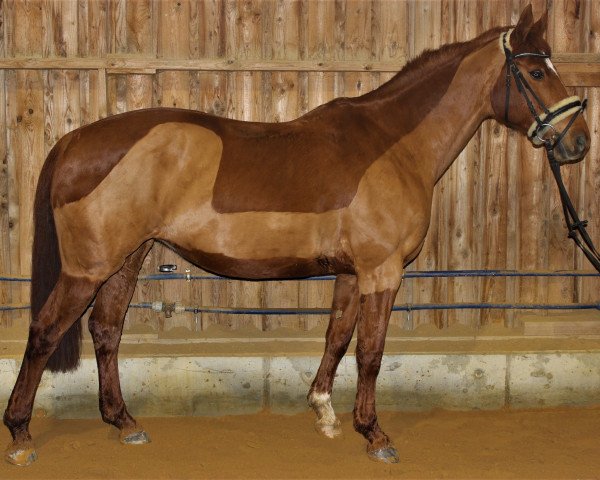 dressage horse Zeta (German Sport Horse, 2009, from World Man G)