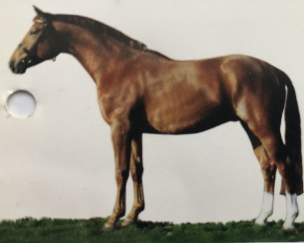 stallion Waky-Nao (Hanoverian, 1999, from Werther)
