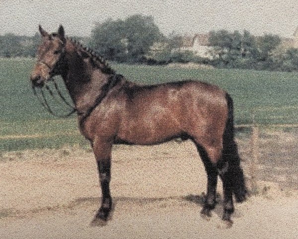 stallion Warstein (Hanoverian, 1981, from Wachmann I)