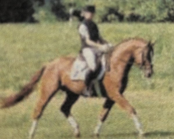stallion Weltenau (Hanoverian, 1998, from Weltmeyer)