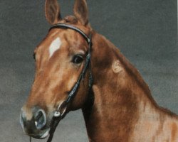 stallion Weltpreusse (Hanoverian, 1990, from Weltmeyer)