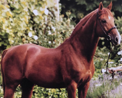 stallion Werano (Hanoverian, 1979, from Wittelsbach)