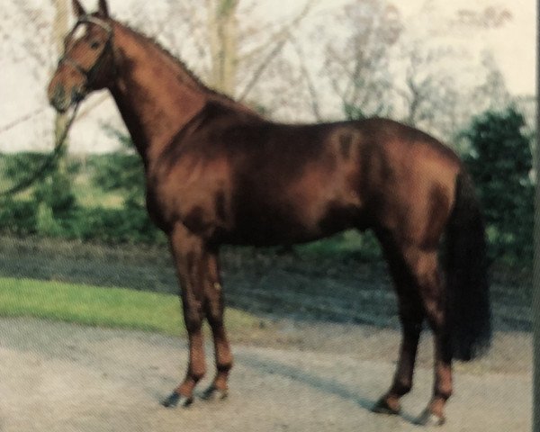 stallion Weserstar S (Hanoverian, 1994, from Westerland)