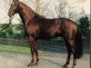 stallion Weserstar S (Hanoverian, 1994, from Westerland)