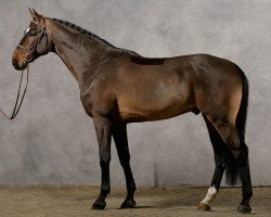 jumper Cautious KIL (Swedish Warmblood, 2002, from Cortus)