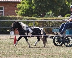 stallion Eik Vom Ibitztal (Dt.Part-bred Shetland pony, 2019, from Leelands Mr. Eldor)