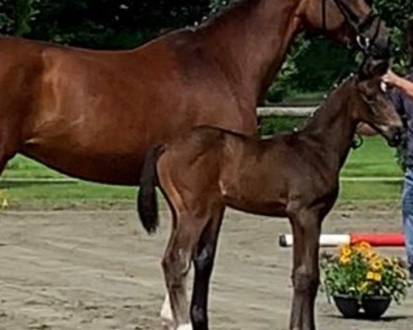 dressage horse Summer of Laylahnee (Oldenburg, 2023, from St. Emilion)