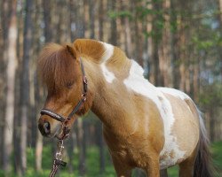 horse Appachi vom Moritzhof (Shetland Pony, 2016, from Ambitie van de Zandkamp)